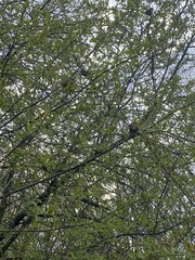 Passer montanus