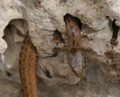 Macroprotodon mauritanicus