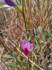 Vicia sativa segetalis