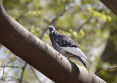 Columba livia domestica