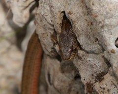 Macroprotodon mauritanicus