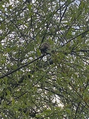 Passer montanus
