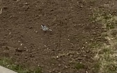 Motacilla alba