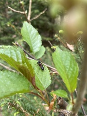 Camponotus herculeanus