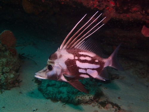 Brown-spotted boarfish (Paristiopterus gallipavo) — Pentacerotidae — 2