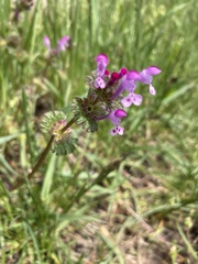 Lamium amplexicaule