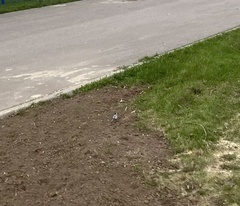 Motacilla alba