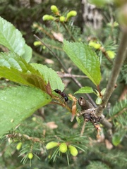Camponotus herculeanus