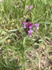 Lamium amplexicaule