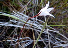 Prismatocarpus brevilobus