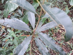 Protorhus longifolia