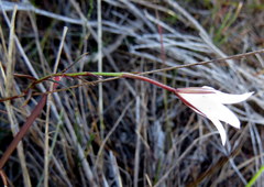 Prismatocarpus brevilobus