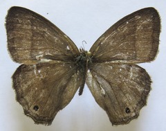 Yphthimoides renata