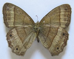 Yphthimoides renata