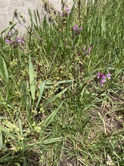 Lamium amplexicaule