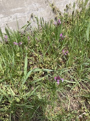 Lamium amplexicaule