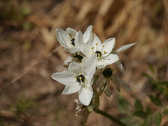 Ornithogalum arabicum