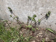 Lamium amplexicaule