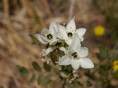 Ornithogalum arabicum