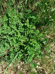 Astragalus glycyphyllos