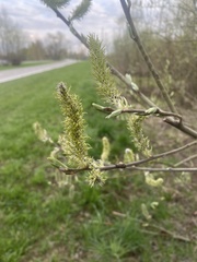 Salix