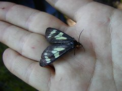 Gnophaela latipennis