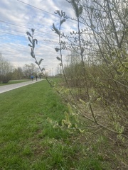Salix