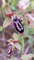 Ophrys cretica
