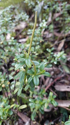 Peperomia ilaloensis, photograph 4