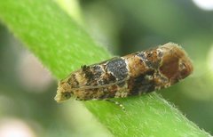 Lobesia reliquana