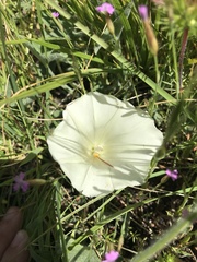 Calystegia collina oxyphylla