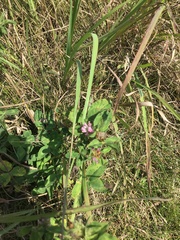 Citrus medica sarcodactylis