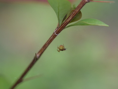 Araniella displicata