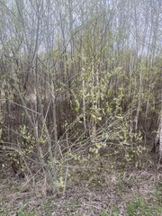 Salix