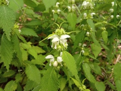 Lamium flexuosum