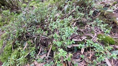 Peperomia ilaloensis