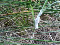 Cercopis intermedia