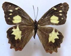 Oxeoschistus tauropolis tauropolis