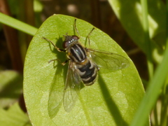 Anasimyia