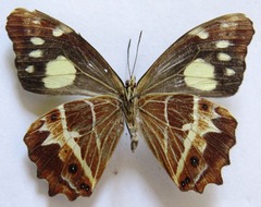 Oxeoschistus tauropolis tauropolis