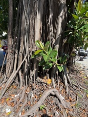 Ficus obtusifolia