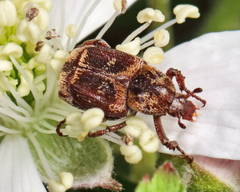 Valgus canaliculatus