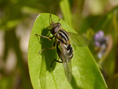Anasimyia