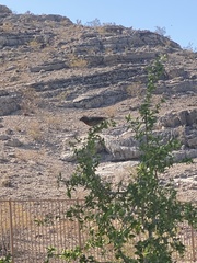 Haemorhous mexicanus