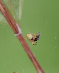 Araniella displicata