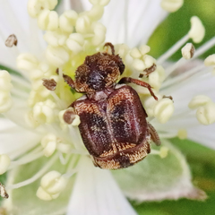 Valgus canaliculatus