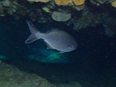 Kyphosus cornelii