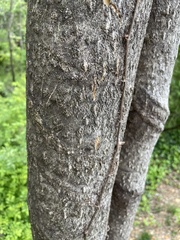 Hyperphyscia syncolla