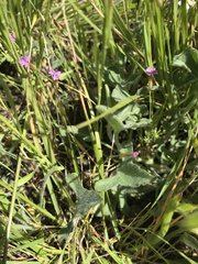 Calystegia collina oxyphylla