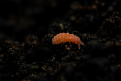Bilobella